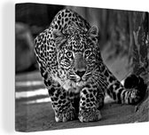 Tableau sur Toile Close-up léopard - noir et blanc - 80x60 cm - Décoration murale