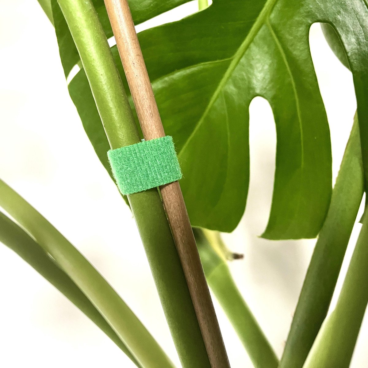 Plantenstokken 50 Bladclips 20 Grote U-vormige Clips Voor Klimplanten Onzichtbare Clips