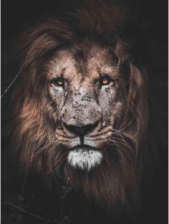Peinture au Diamond - Lion puissant - Fabriqué aux Pays- Nederland - 40 x 60 cm - matériau dibond - pierres carrées + stylo de luxe gratuit d'une valeur de 12,99