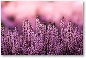 Lavendel in een lavendelveld - 1500 Stukjes puzzel voor volwassenen - Natuur - Bloemen