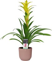 FloraExpert - Guzmania - 60 Cm - Ø 14