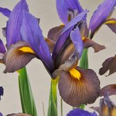 Iris Hollandica Mystic Beauty 7/8 - hollandse iris - 50 stuks