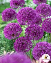 Allium Purple Sensation 10/12 (x5)