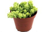 Burro's tail  12cm  Sedum Burrito  Ezelstaart