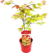 Acer shirasawanum 'Moonrise' - Japanse Esdoorn - Heester - Winterhard - ⌀19 cm - 40-50 cm