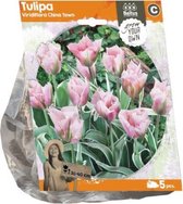 Plantenwinkel Tulipa Viridiflora China Town tulpen bloembollen per 5 stuks