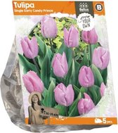 Plantenwinkel Tulipa Single Early Candy Prince tulpen bloembollen per 5 stuks