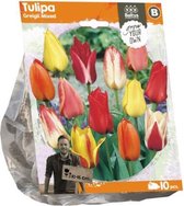 Plantenwinkel Tulipa Greigii Mixed tulpen bloembollen per 10 stuks