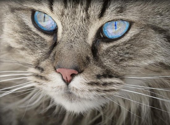 Behang | Kat met grote blauwe ogen | 339 x cm | Extra Sterk Behang | bol.com