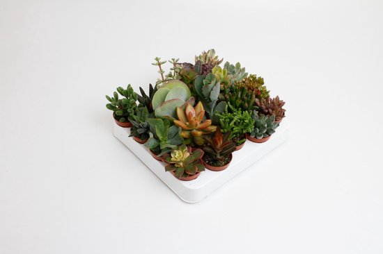 Plantenboetiek.nl | Succulenten mix | 20 stuks - Ø5,5cm - 10cm hoog - Kamerplant - Groenblijvend - Multideal - Cactus & Vetplanten