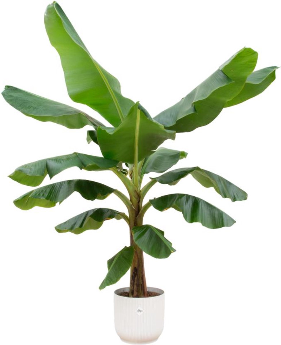 Combi deal - Bananenplant (Musa) inclusief elho Vibes Fold Round wit Ø30 - 180 cm