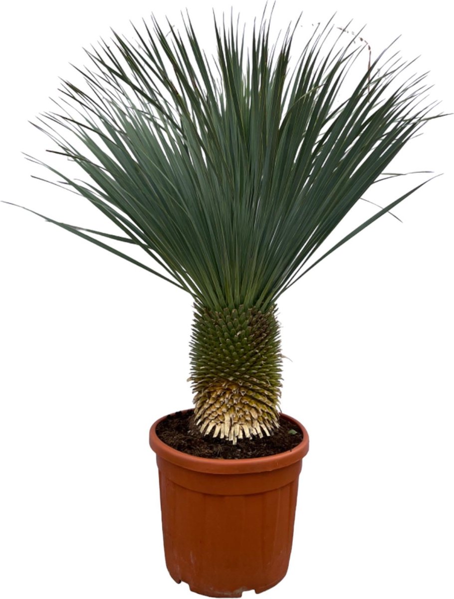 Green Harmony - Yucca Rostrata - 160 cm - Ø50cm