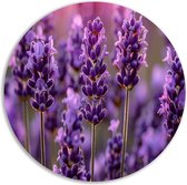 Lavendel schilderij rond - Bloem wandschalen - Wandcirkel Stam - Muurdecoratie kinderkamer - Wanddecoratie rond - Decoratie woonkamer muurcirkel forex 100x100 cm