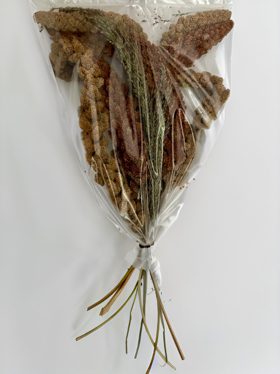 Binnenvogels- Vogelvoer- Grasboeket- Gierstsoorten- Versnapering Trosgierst boeket