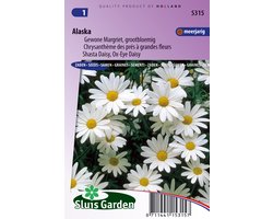 Sluis Garden - Margriet Alaska (Chrysanth)