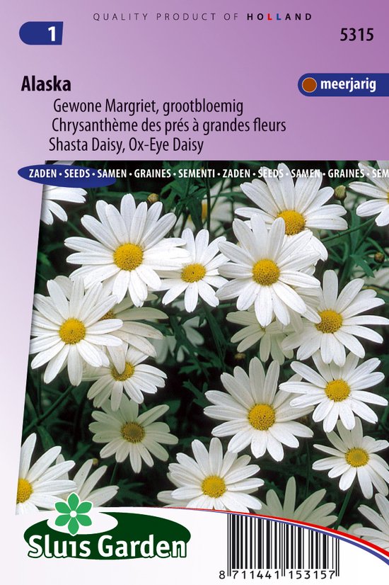 Sluis Garden - Margriet Alaska (Chrysanth)