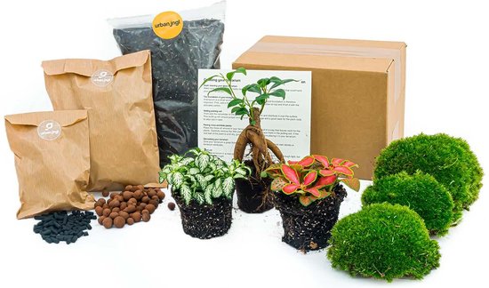terrarium Starter- en Navulkit met Ficus Ginseng bonsai ,Bolmossen, Hydrokorrels , potgrond