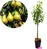 Perenboom 'Concorde' met groene peren aan de boom en een boom in pot.