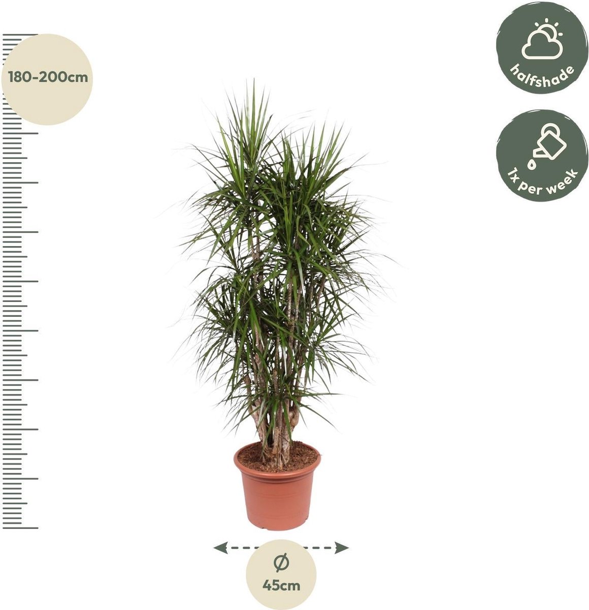 Dracaena Marginata vertakt - 190 cm - ø45