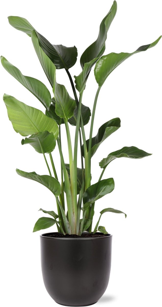 Green Harmony - Strelitzia Nicolai Ø24cm 120cm in Boule ANTRACIET pot
