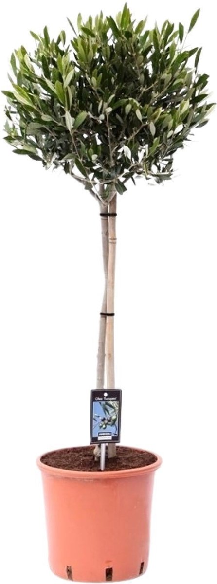 Green Harmony - Olea Olijf - Ø22cm - 90cm
