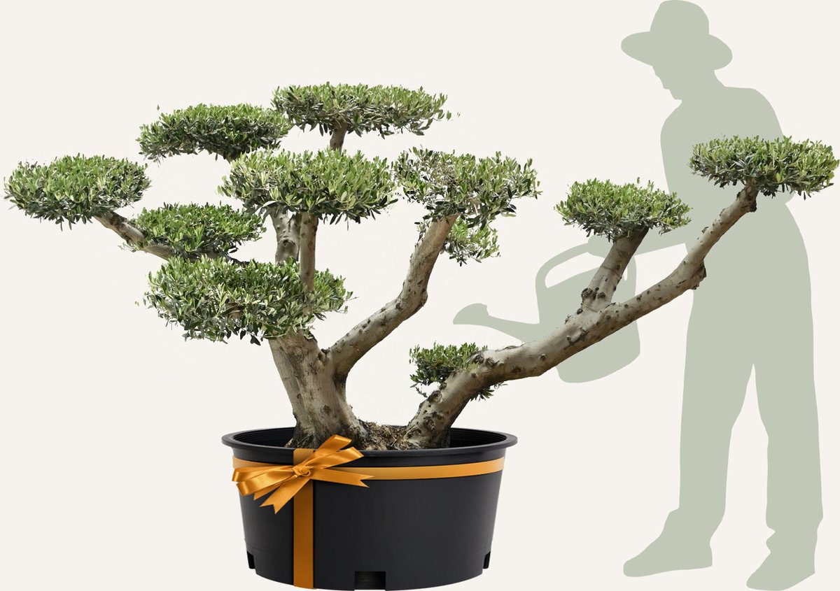 Evergreens - Olijfboom - Olea europaea - 'Pom Pom' - 130/180 - Olea Europea - Olijfboom op stam in pot - Winterhard - Groenblijvend - Olijven - Voeding
