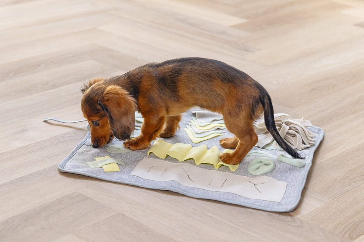 Beeztees Puppy Doeka Snuffelmat - Puppy Speelgoed - Puppy Snuffelmat - Hondenspeelgoed - Grijs - 50x45 cm thumbnail 7