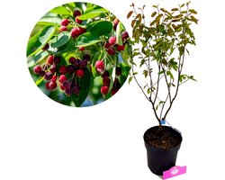 Amelanchier lamarckii, Krentenboompje, Meerstammig, 3 liter pot