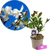 Magnolia stellata, Stermagnolia, 2 liter pot