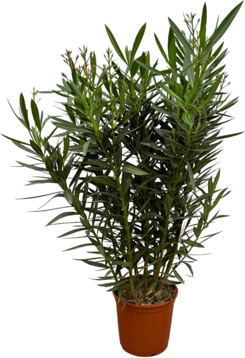 Tuinplant Kleur Roze Mediterrane Sfeer Balkonplant Terrasplant Struik Nerium Oleander struik met roze bloem 110 cm Ø27cm