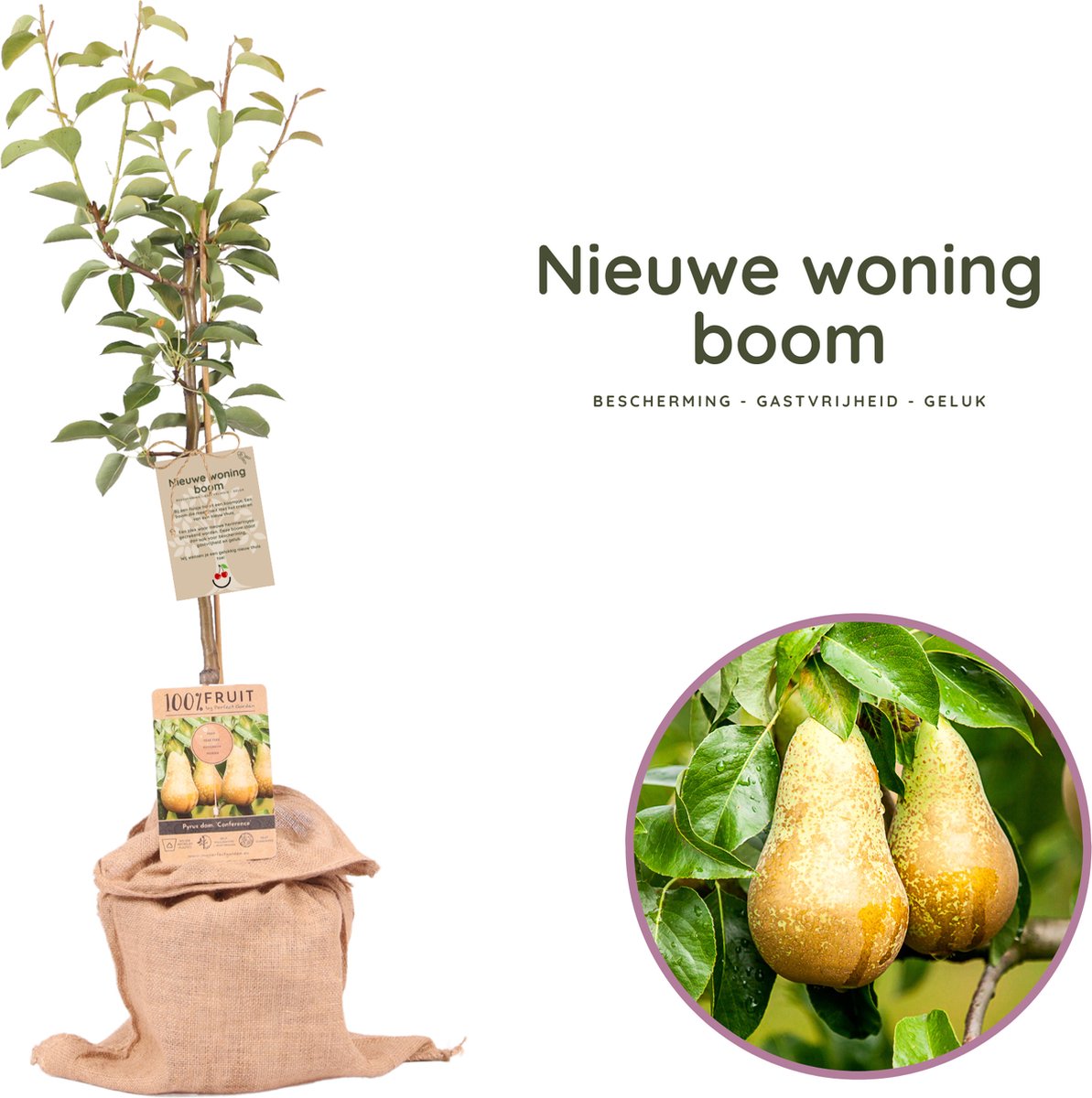 Nieuwe woning boom - Origineel housewarming cadeau - Perenboom - Pyrus communis ‘Conference’, - hoogte 70-95 cm - potmaat 21 cm