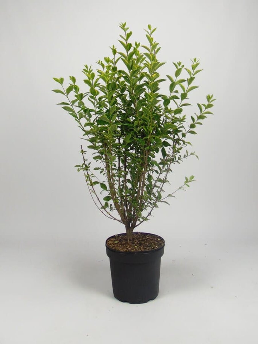 Bonte liguster 80-100 cm (in pot) - Ligustrum oval. 'Aureum' - Ø26 cm - decoratief - witte bloemen in de zomer - makkelijk te snoeien