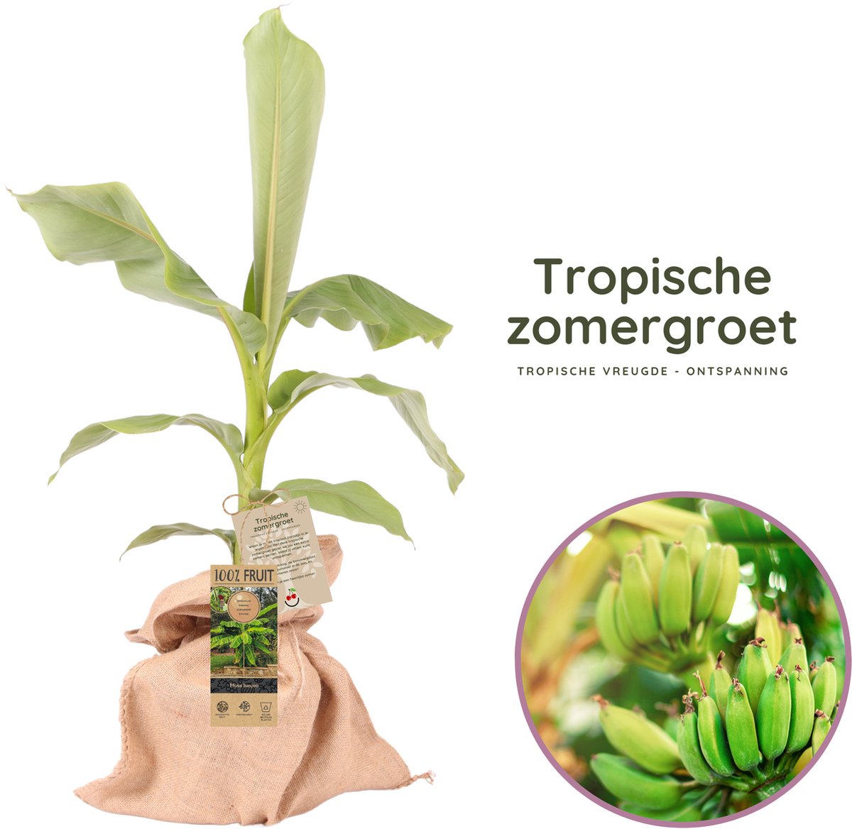 Tropische zomergroet - zomercadeau - bananenplant - Musa Basjoo - hoogte 60-70 cm - 19-21 cm pot