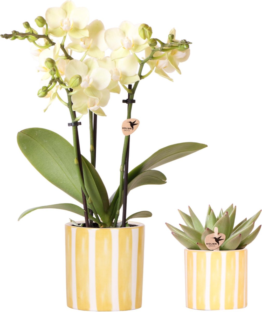 Kolibri Orchids | Set van gele orchidee Mexico en succulent in Painted Stripe sierpot - potmaat Ø9cm & Ø6cm | bloeiende kamerplant - vers van de kweker