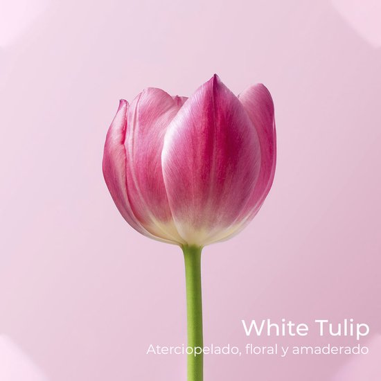 Roze tulp met witte randen, op een zachtroze achtergrond.