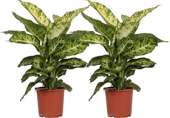 12 mooiste Dieffenbachia soorten op een rijtje 13 2x Dieffenbachia Mars