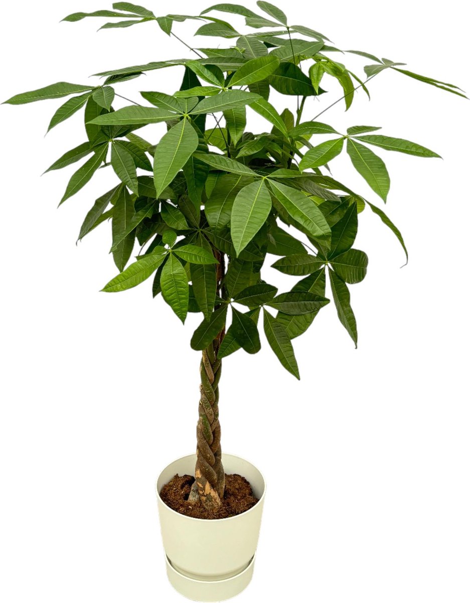 Plantenboetiek.nl Pachira Aquatica inclusief elho Greenville Round wit Ø30cm 160cm hoog Kamerplant Arrangement Plant met pot