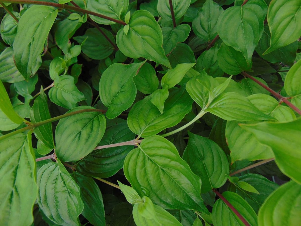 Gele kornoelje (Cornus mas) 40-60 cm In pot - inheemse plant - eetbare besjes - sierlijk door heel het jaar
