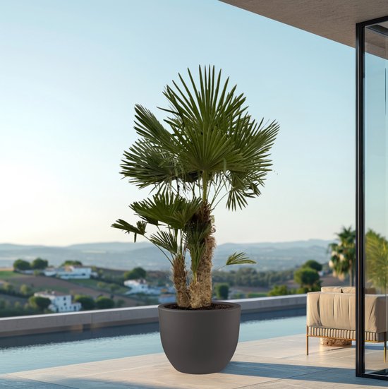 Winterharde palm soorten: 11 palmbomen die goed tegen vorst kunnen 6 Lijst overzicht van elke Trachycarpus Wagnerianus bij BOL.com