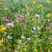 MRS Seeds & Mixtures Type BWK1 - Beweidingsmengsel kleigrond – meerjarige bloemen – stimuleert de biodiversiteit – ideaal voor begrazing en hooiland – lange bloeiperiode