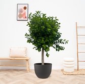 Ficus Microcarpa Panda - 180cm