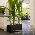 Zwarte plantenbak met hoge groene planten in een moderne keuken.