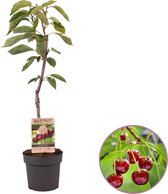 Kersenboom - Prunus avium Stella - planten - zelfbestuivend - winterhard - hoogte 70-95 cm