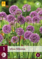 Allium Millenium - Sierui - 1 Bol -