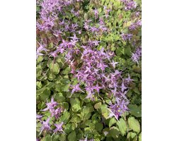 6 x Epimedium grand. 'Lilafee' - Elfenbloem in pot 9 x 9 cm
