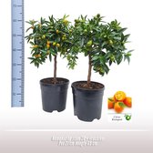 1 Citrusplant op stam, Kumquat Op Stam - Ø21cm - 65cm
