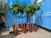 Sunny Tree - Vijgenboom - Boom - Ficus Carica - Zoete eetbare Vijg - 160 cm - Winterhard tot -18