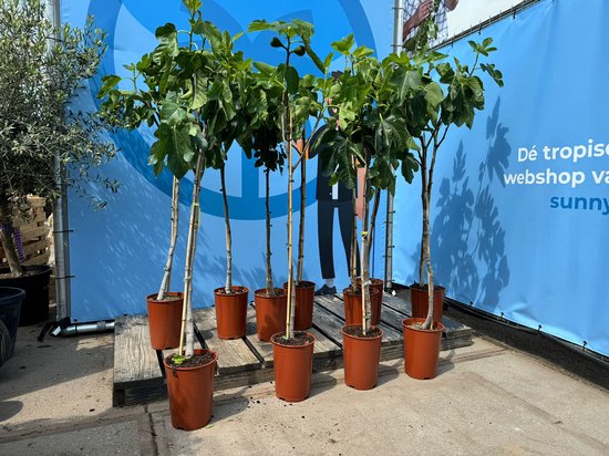 Foto: Sunny tree vijgenboom boom ficus carica zoete eetbare vijg 160 cm winterhard tot 18