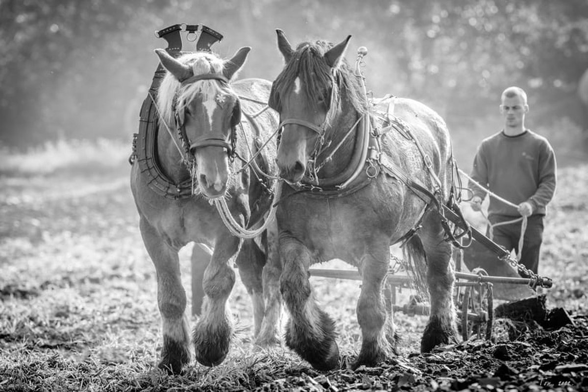 Trekpaarden TW2 - Foto - Ton van der Weerden - Fine Art Print op fotokwaliteit papier - 30 x 40 cm