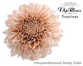 DutchFlowers - Boeket - 20x Chrysant antonov dusty cafe 70cm